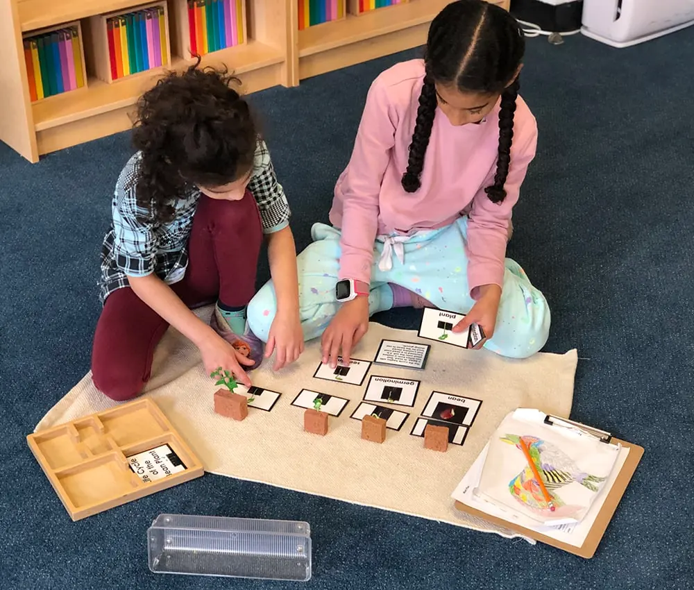 Two students are sat on the carpet arranging visual cards into stacks associated with small plants in front of them.