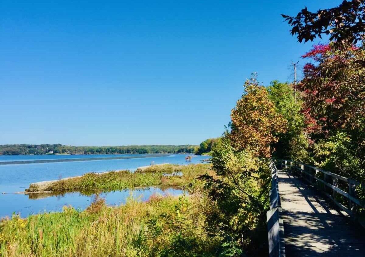 Wetlands area on right, boardwalk on left