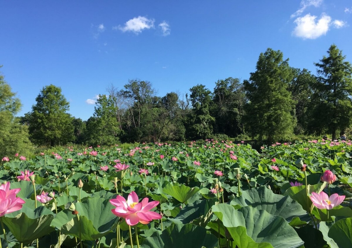 Lotus flowers blooming in the foregroun, trees in the back